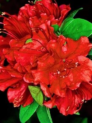 Azalea Girard S Hot Shot - View 13 from www redcrocus com