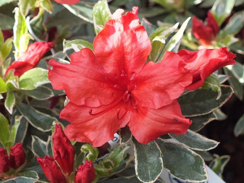 Azalea Girard S Hot Shot - View 14 from www redcrocus com