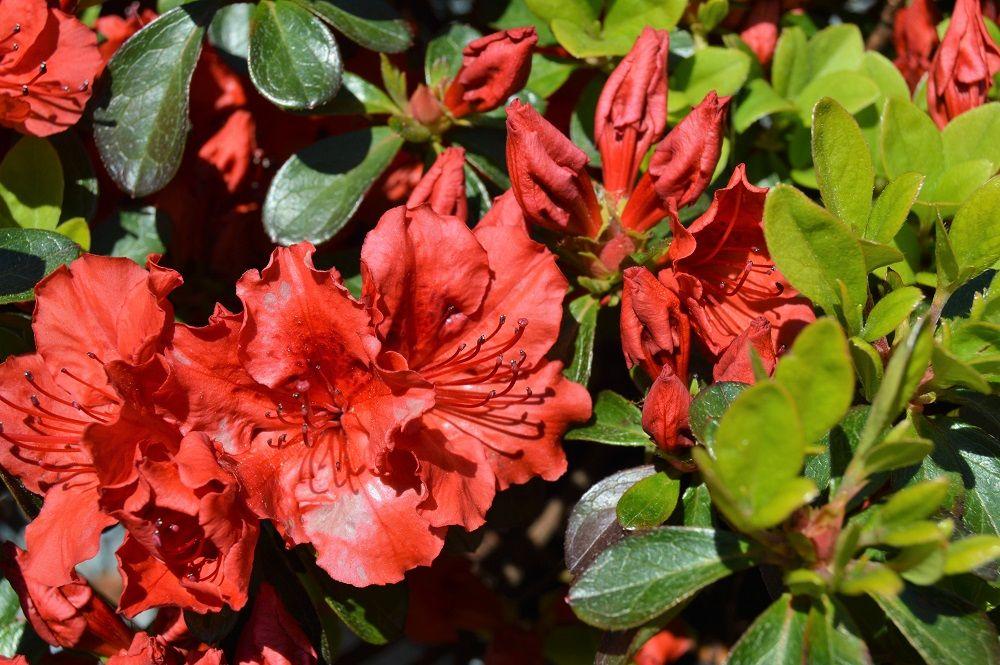 Azalea Girard S Hot Shot - View 15 from www redcrocus com