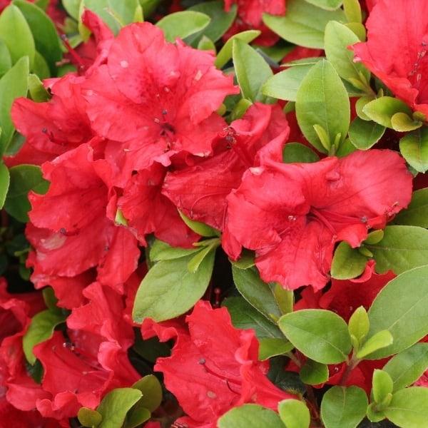 Azalea Girard S Hot Shot - View 16 from www redcrocus com