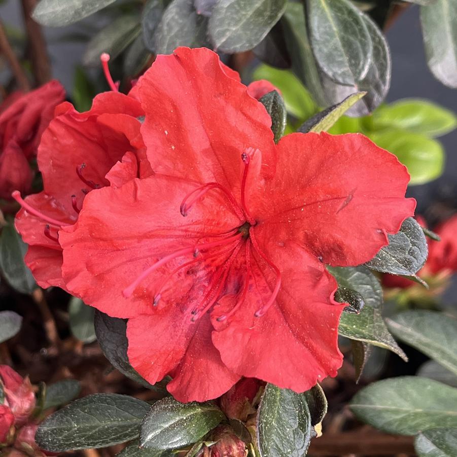 Azalea Girard S Hot Shot - View 17 from www redcrocus com