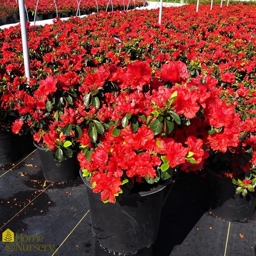 Azalea Girard S Hot Shot - View 18 from www redcrocus com