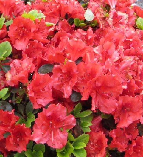 Azalea Girard S Hot Shot - View 19 from www redcrocus com