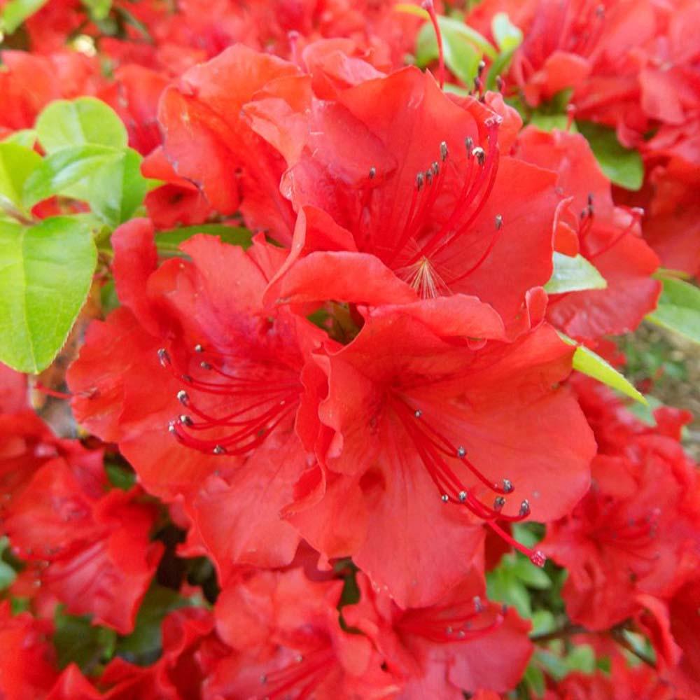 Azalea Girard S Hot Shot - View 3 from www redcrocus com