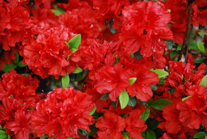 Azalea Girard S Hot Shot - View 4 from www redcrocus com