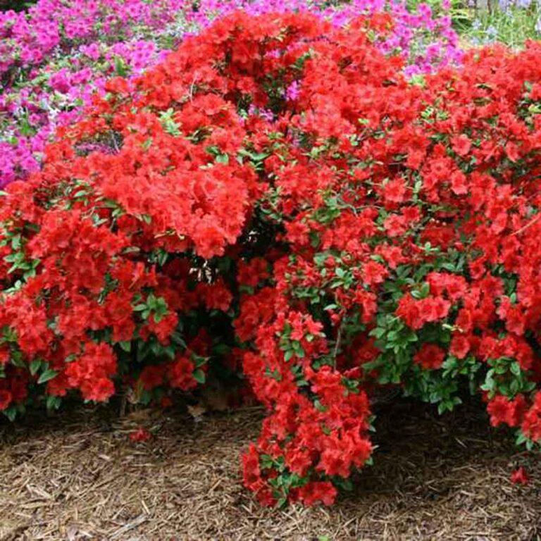 Azalea Girard S Hot Shot - View 5 from www redcrocus com