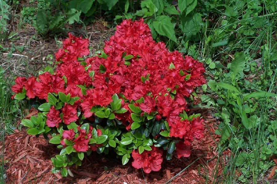 Azalea Girard S Hot Shot - View 6 from www redcrocus com