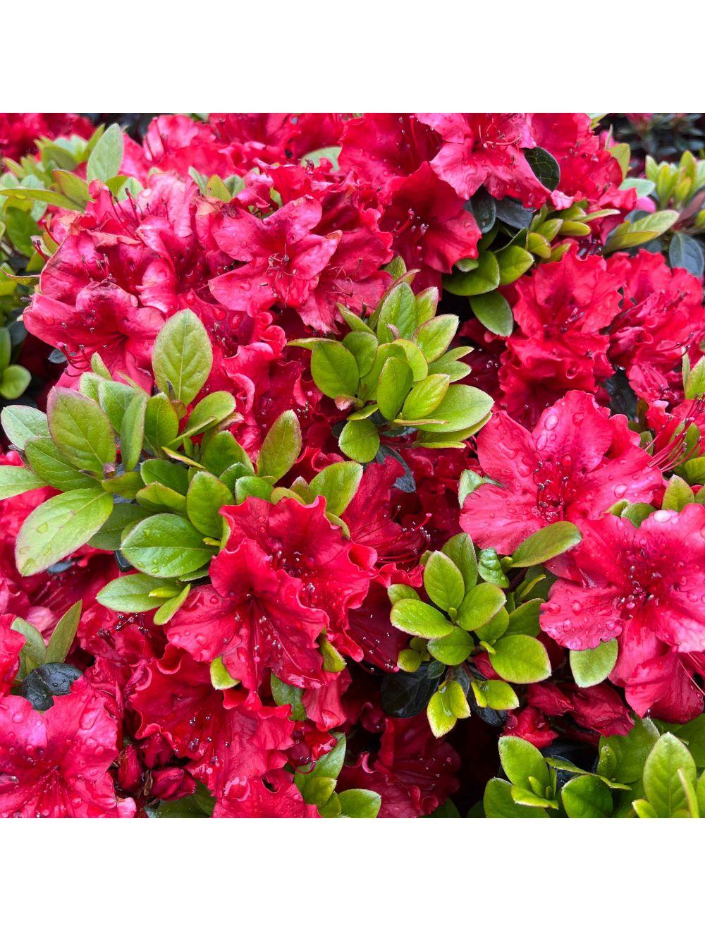 Azalea Girard S Hot Shot - View 7 from www redcrocus com
