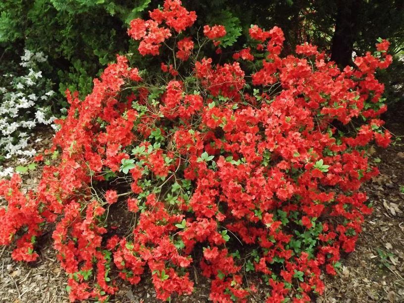 Azalea Girard S Hot Shot - View 8 from www redcrocus com