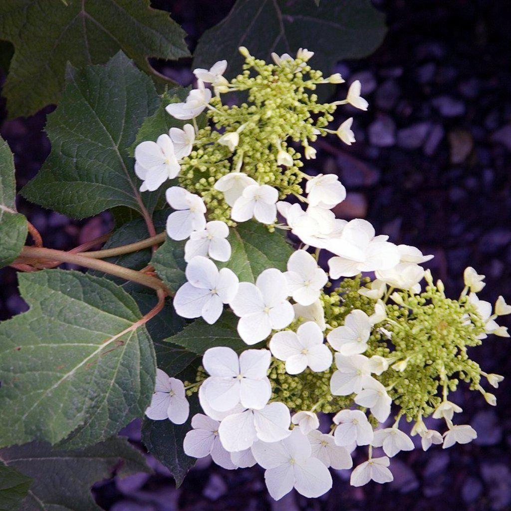 Hydrangea Quercifolia Pee Wee - View 15 from www redcrocus com