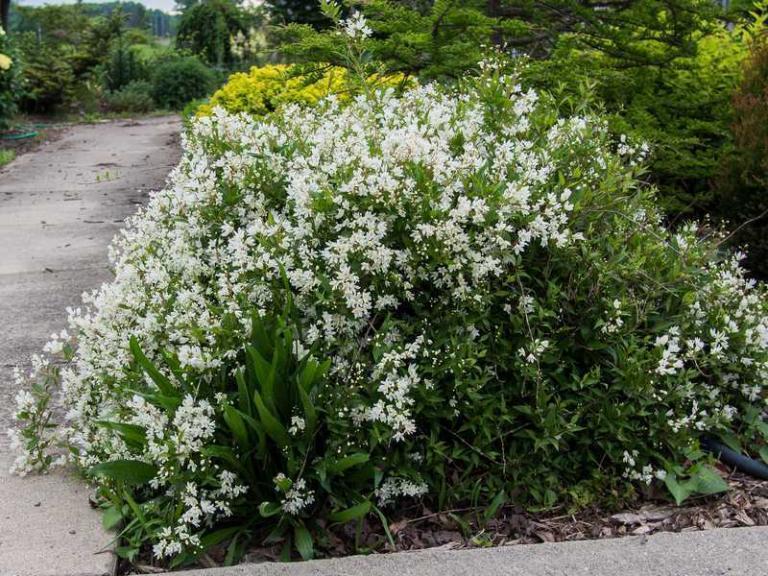 Deutzia Gracilis - View 12 from www redcrocus com