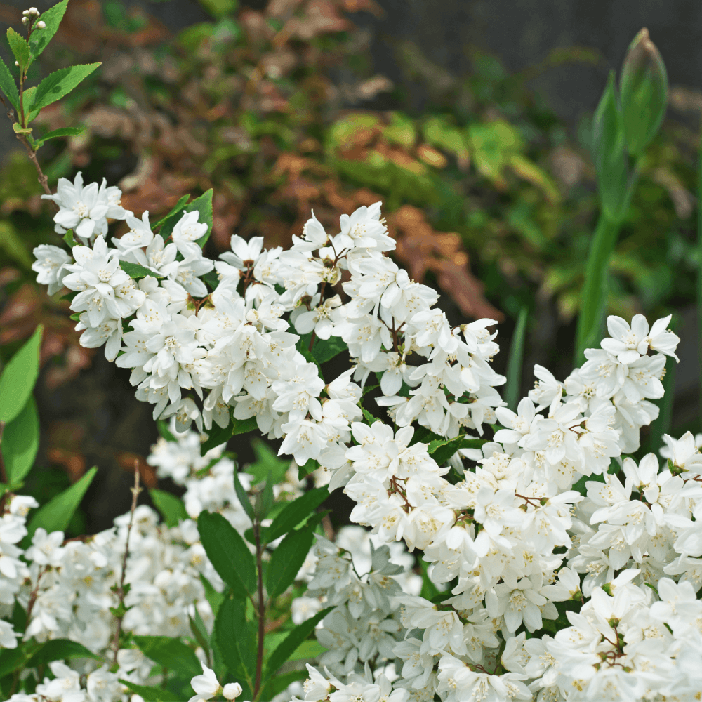 Deutzia Gracilis - View 12 from www redcrocus com