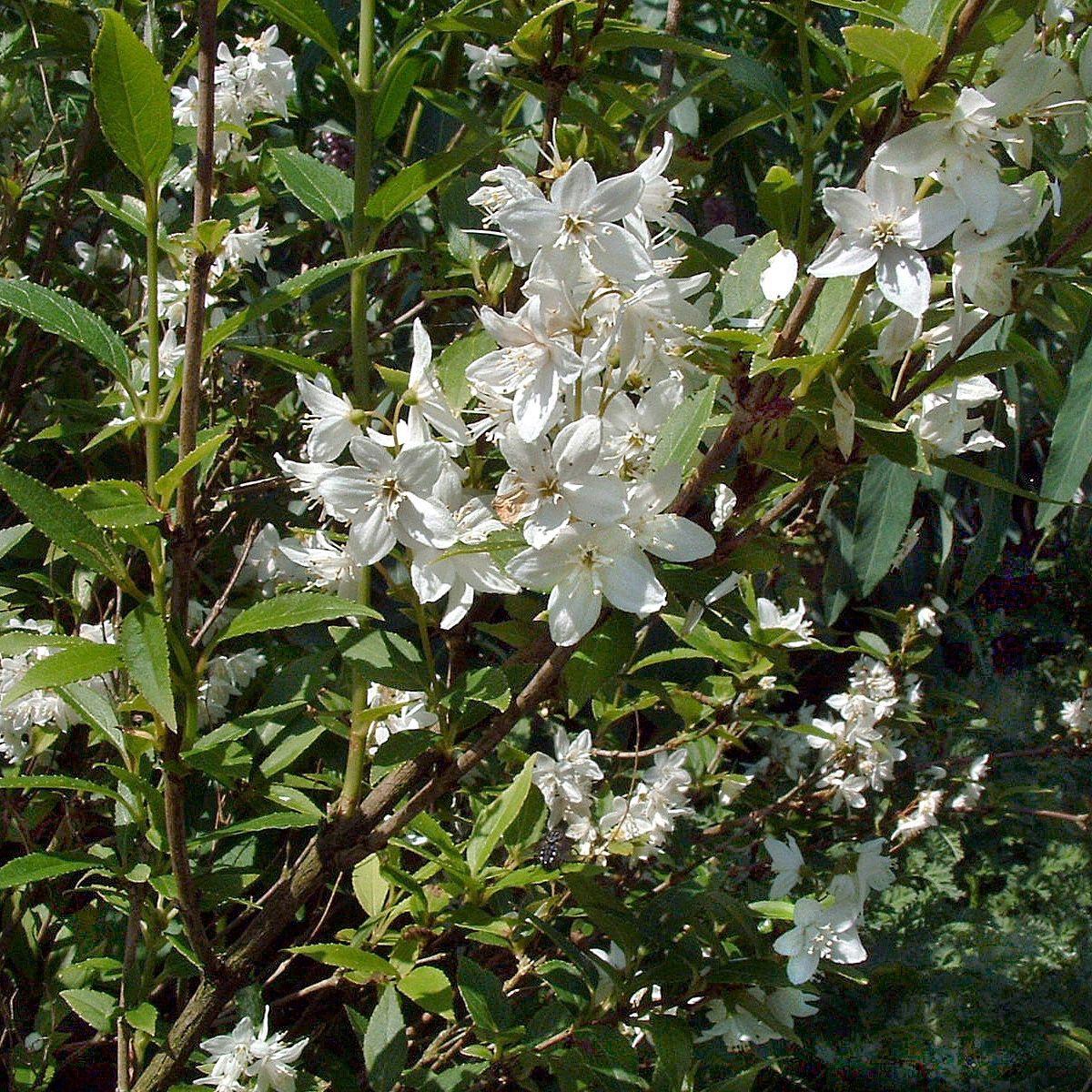 Deutzia Gracilis - View 13 from www redcrocus com