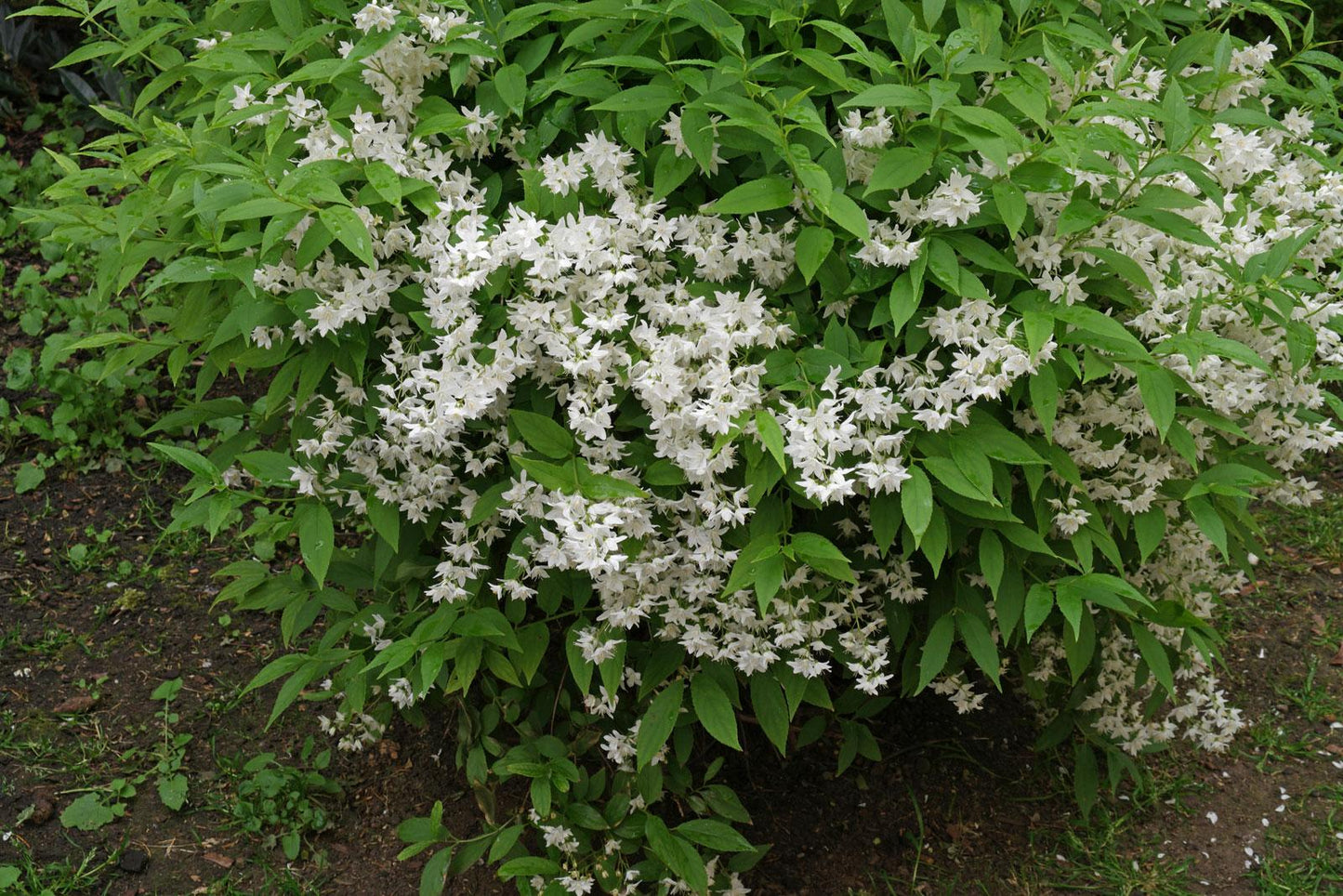 Deutzia Gracilis - View 15 from www redcrocus com