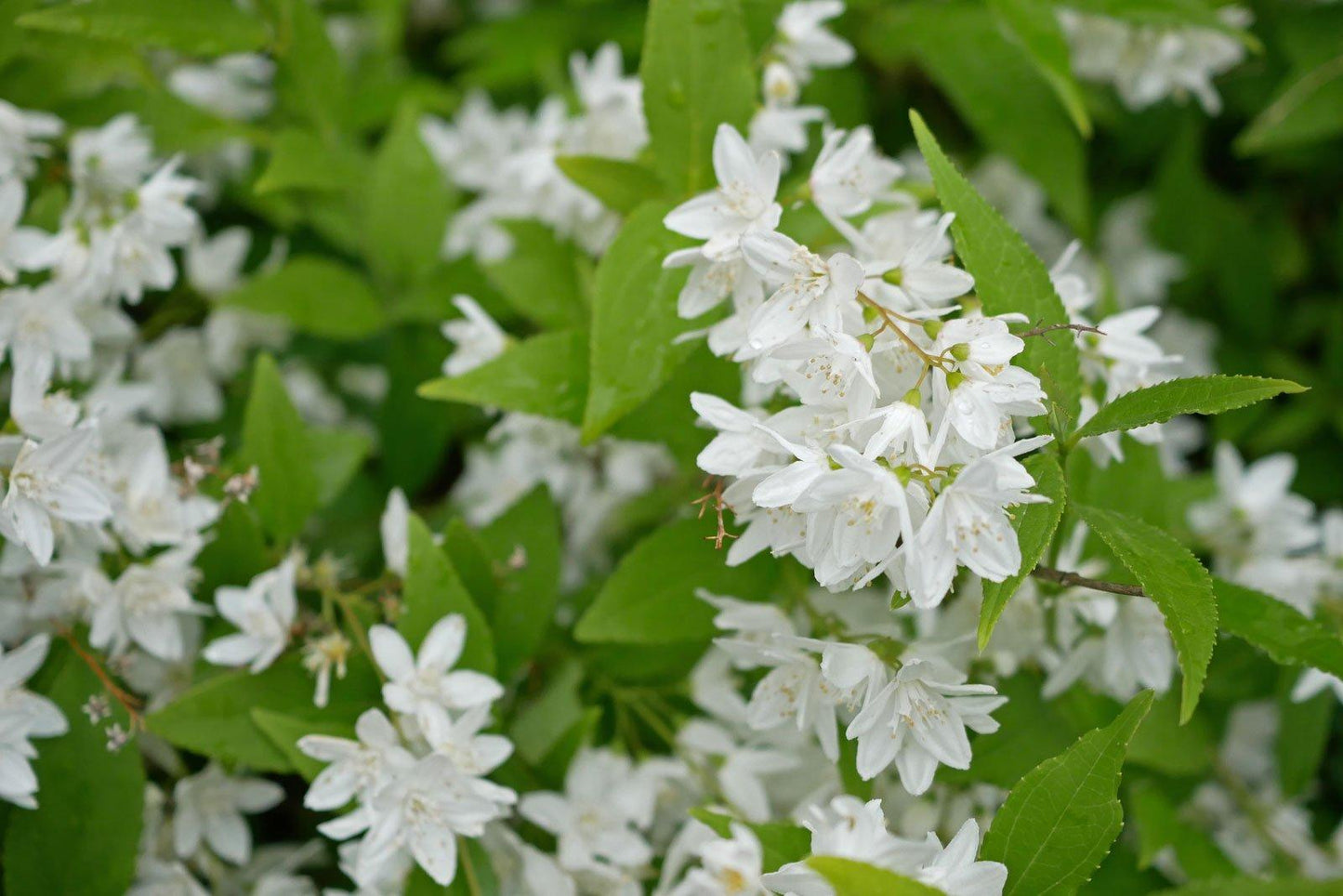 Deutzia Gracilis - View 16 from www redcrocus com