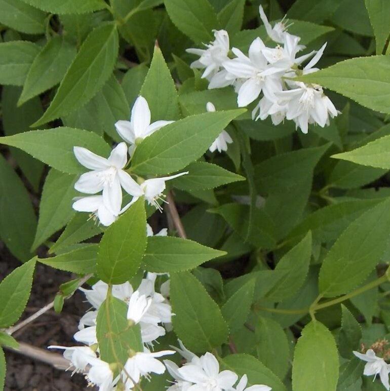 Deutzia Gracilis - View 17 from www redcrocus com