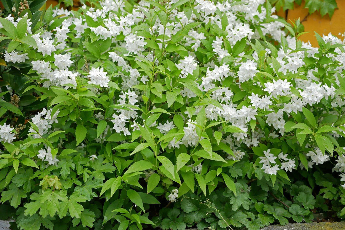 Deutzia Gracilis - View 18 from www redcrocus com
