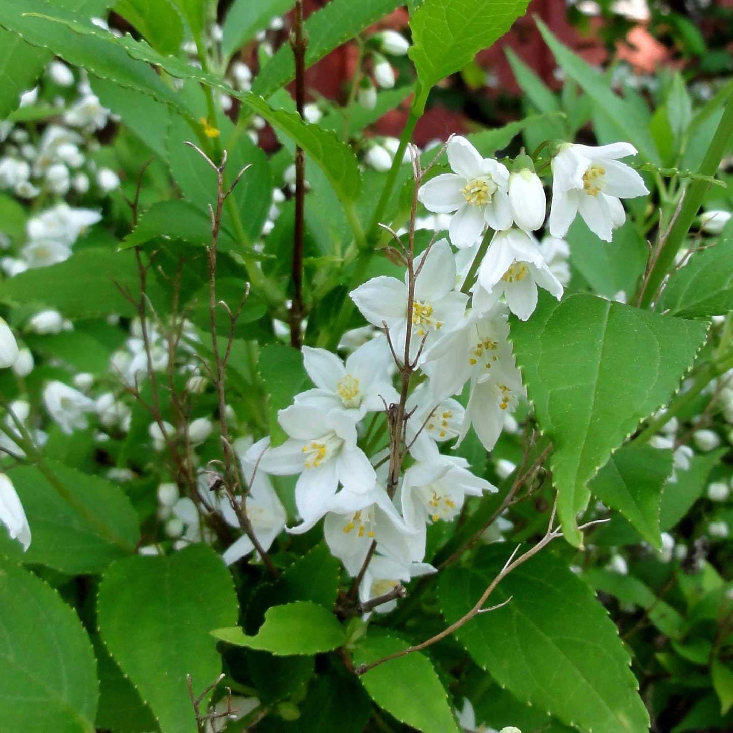 Deutzia Gracilis - View 19 from www redcrocus com
