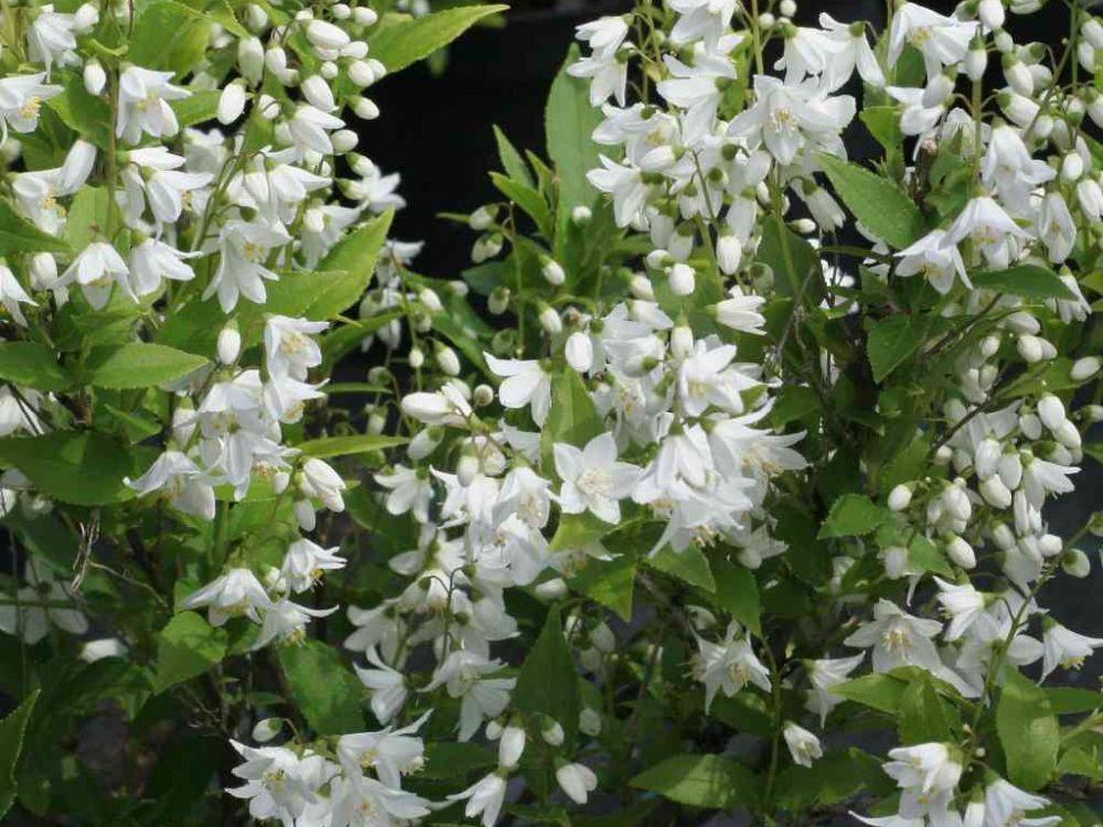 Deutzia Gracilis - View 20 from www redcrocus com
