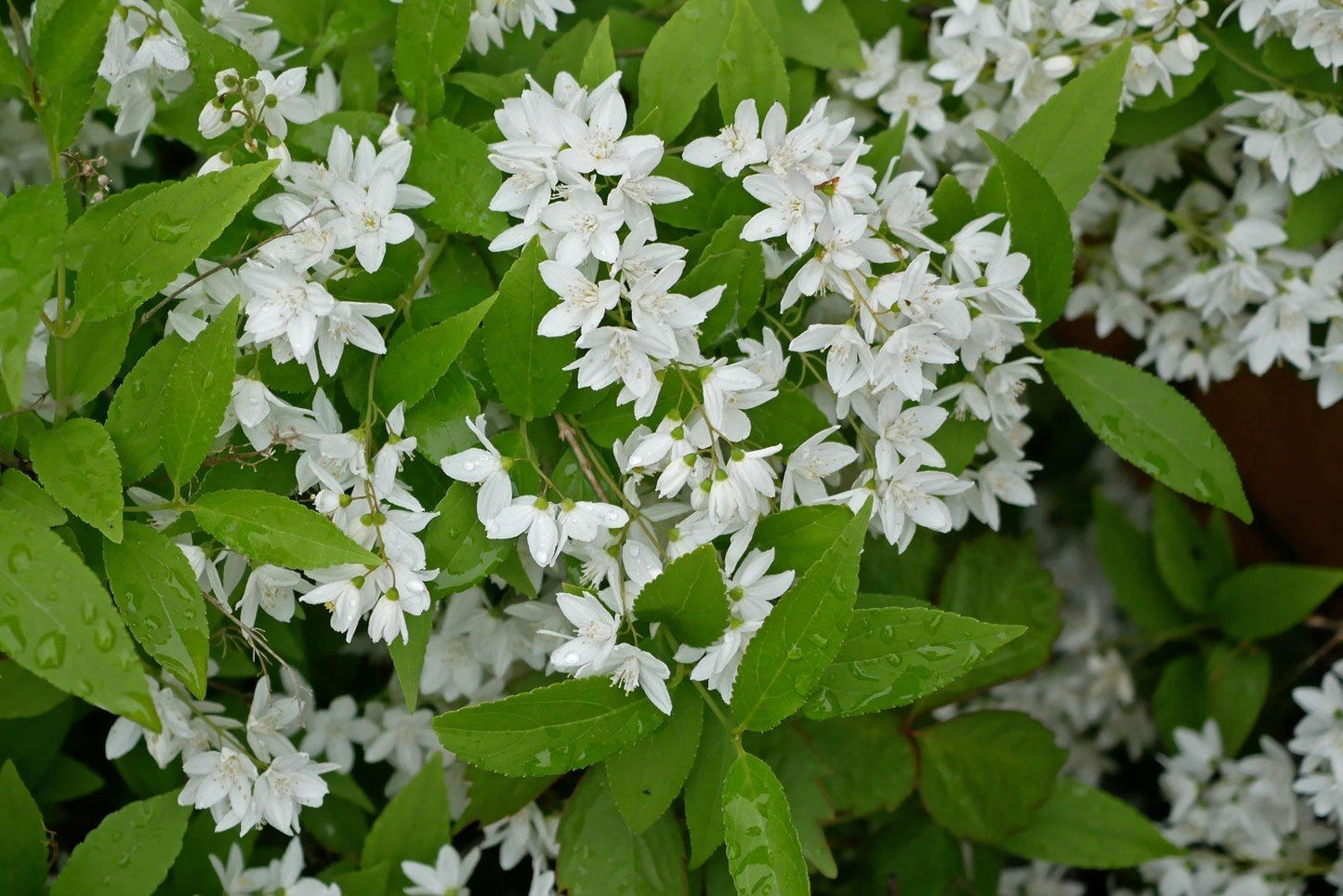 Deutzia Gracilis - View 2 from www redcrocus com