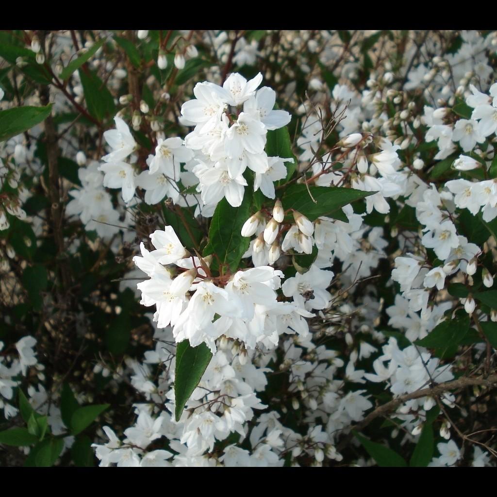 Deutzia Gracilis - View 4 from www redcrocus com