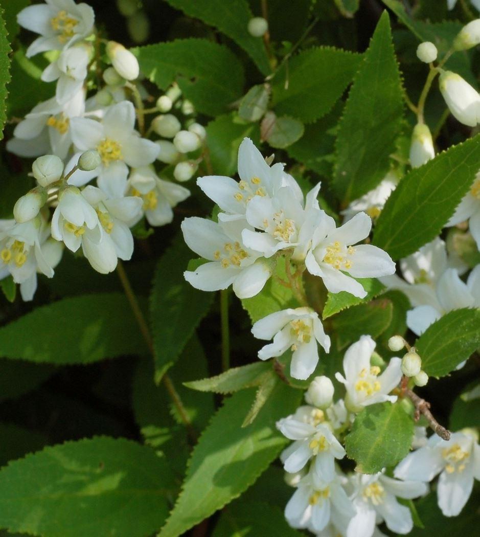 Deutzia Gracilis - View 5 from www redcrocus com