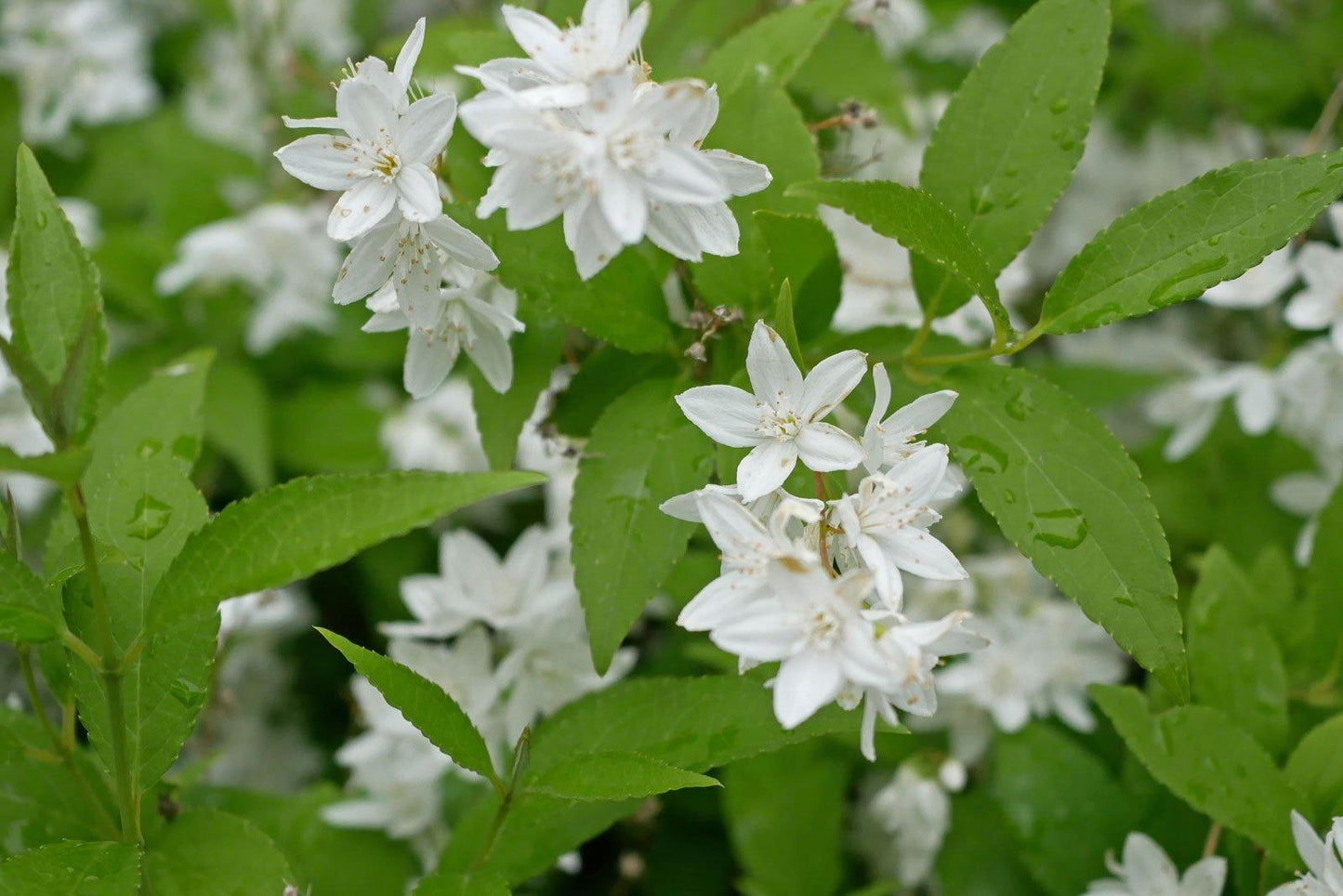 Deutzia Gracilis - View 6 from www redcrocus com