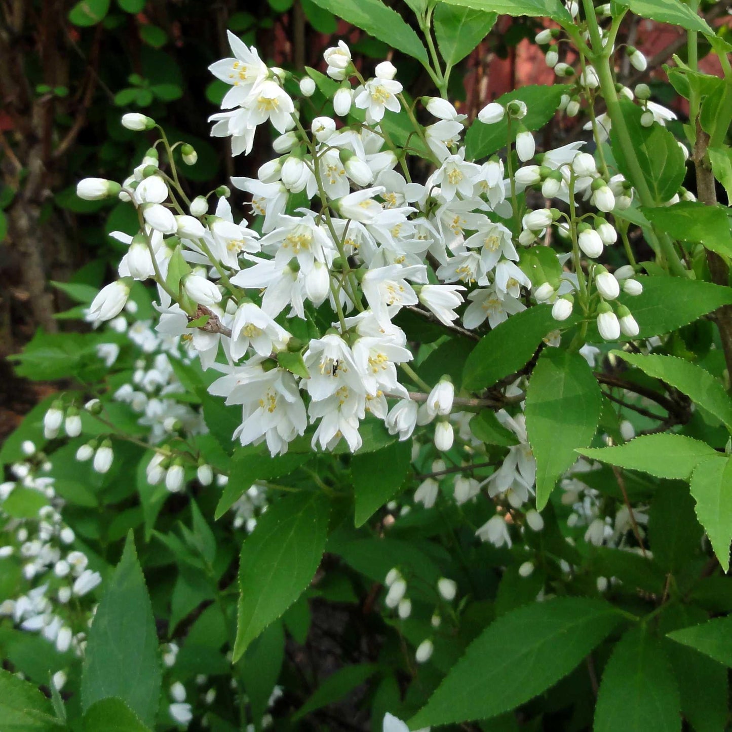 Deutzia Gracilis - View 7 from www redcrocus com