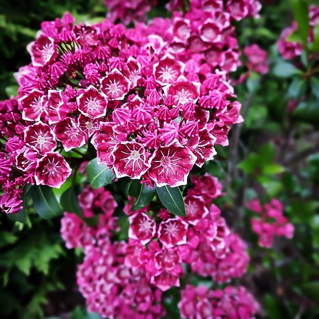 Kalmia Latifolia Keepsake - View 10 from www redcrocus com