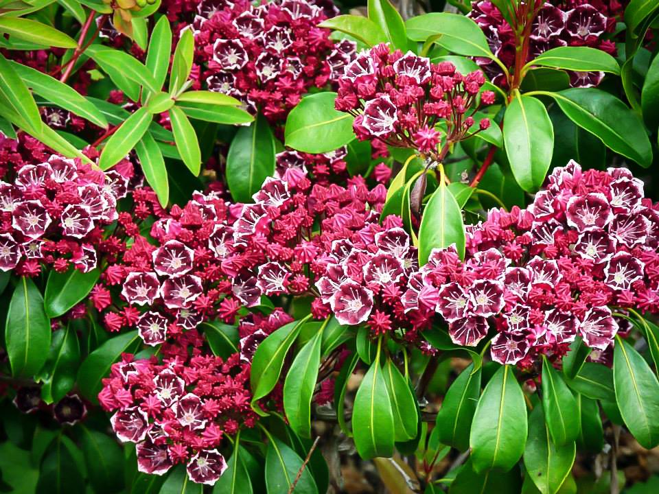 Kalmia Latifolia Keepsake - View 11 from www redcrocus com
