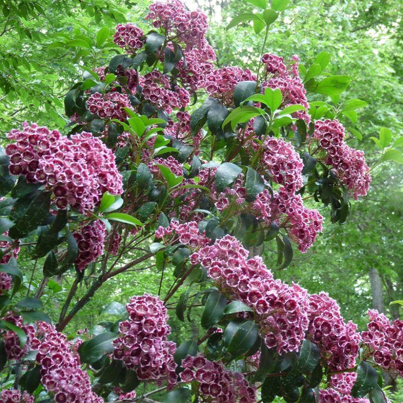 Kalmia Latifolia Keepsake - View 12 from www redcrocus com