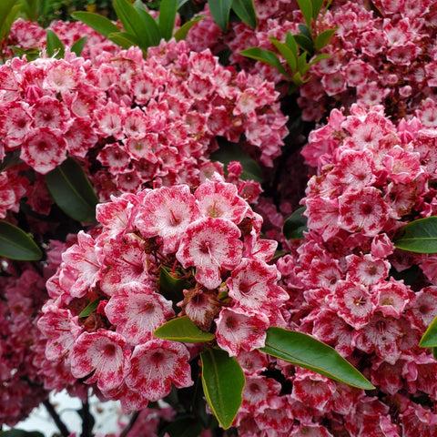 Kalmia Latifolia Keepsake - View 14 from www redcrocus com