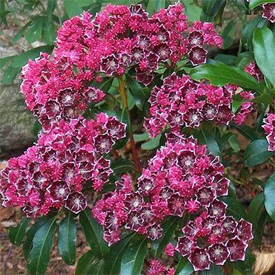 Kalmia Latifolia Keepsake - View 15 from www redcrocus com