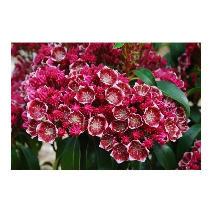 Kalmia Latifolia Keepsake - View 17 from www redcrocus com