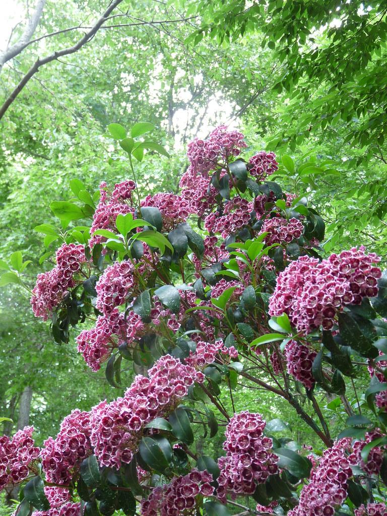 Kalmia Latifolia Keepsake - View 18 from www redcrocus com