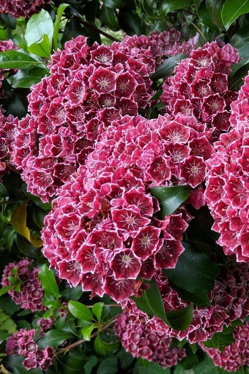 Kalmia Latifolia Keepsake - View 20 from www redcrocus com