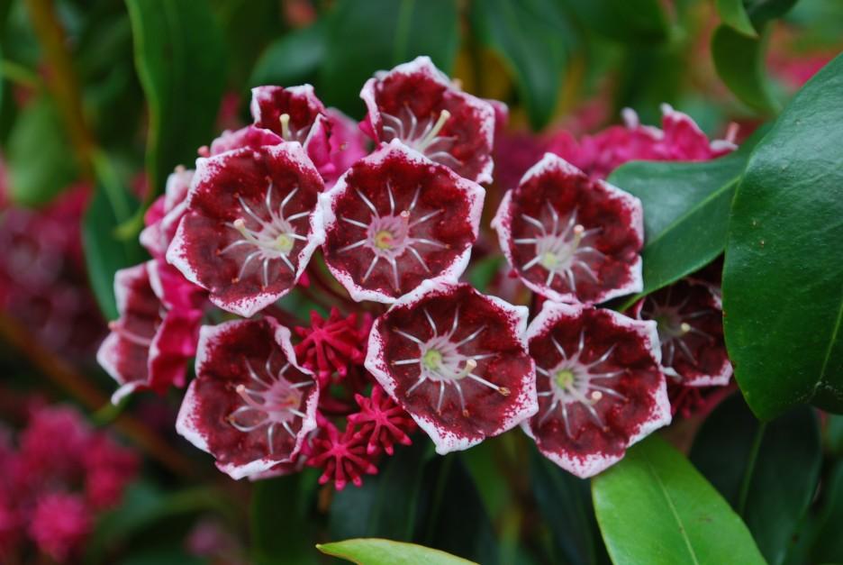 Kalmia Latifolia Keepsake - View 3 from www redcrocus com