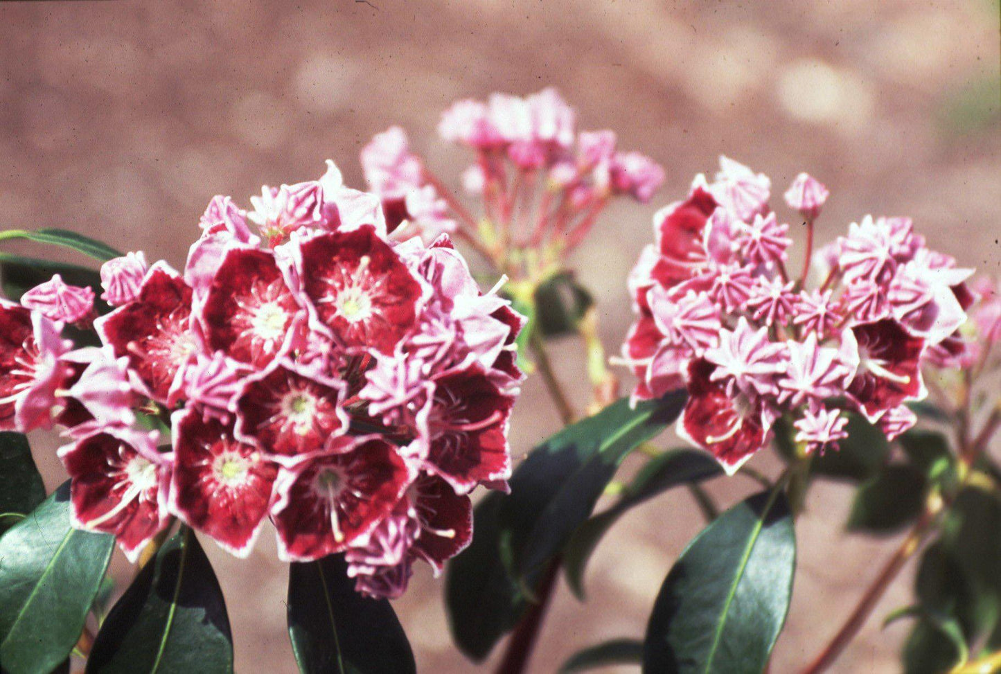 Kalmia Latifolia Keepsake - View 4 from www redcrocus com