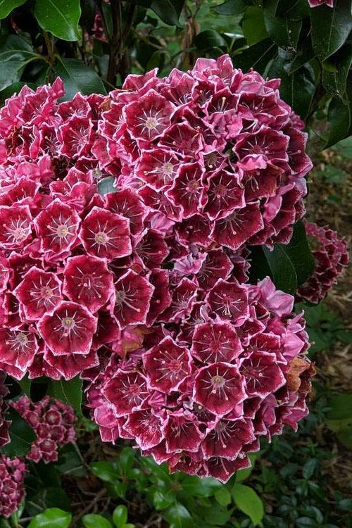 Kalmia Latifolia Keepsake - View 6 from www redcrocus com