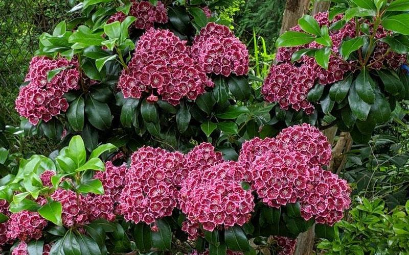 Kalmia Latifolia Keepsake - View 7 from www redcrocus com
