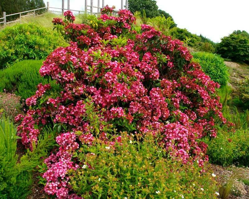 Kalmia Latifolia Keepsake - View 9 from www redcrocus com