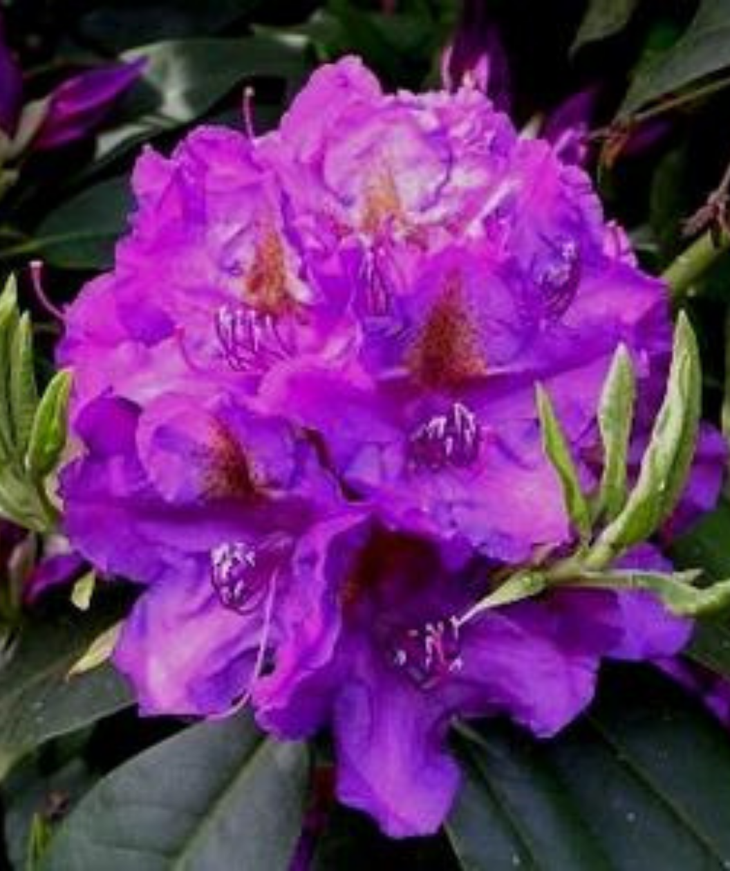 Rhododendron Lee S Dark Purple - View 10 from www redcrocus com