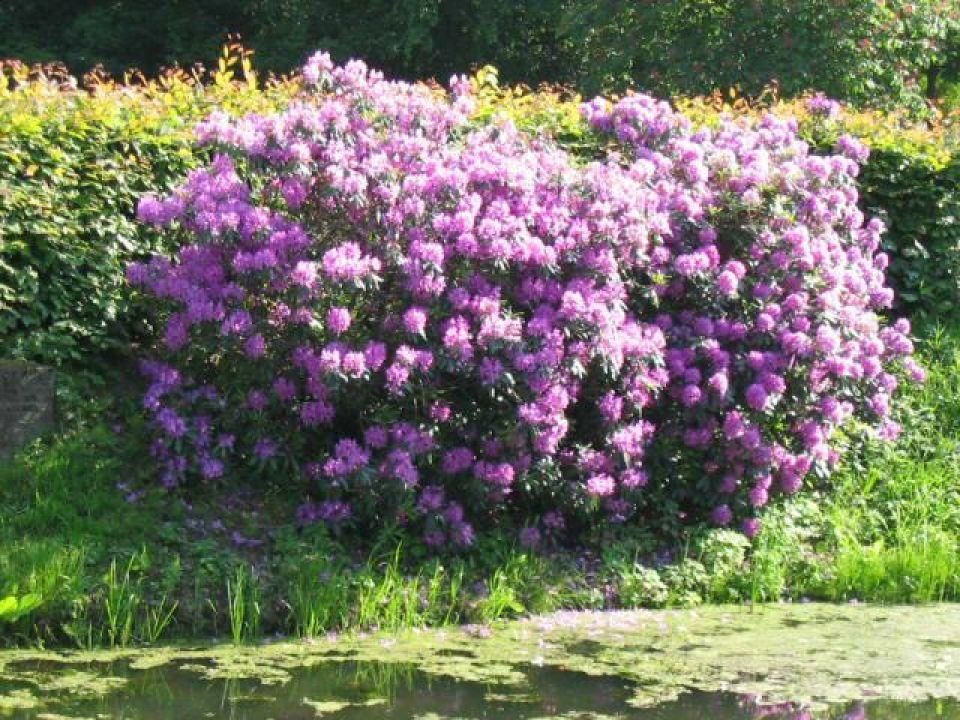 Rhododendron Lee S Dark Purple - View 11 from www redcrocus com