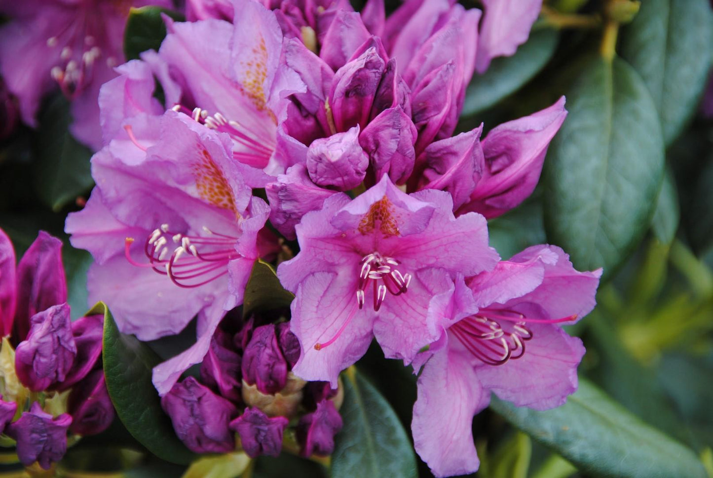 Rhododendron Lee S Dark Purple - View 12 from www redcrocus com