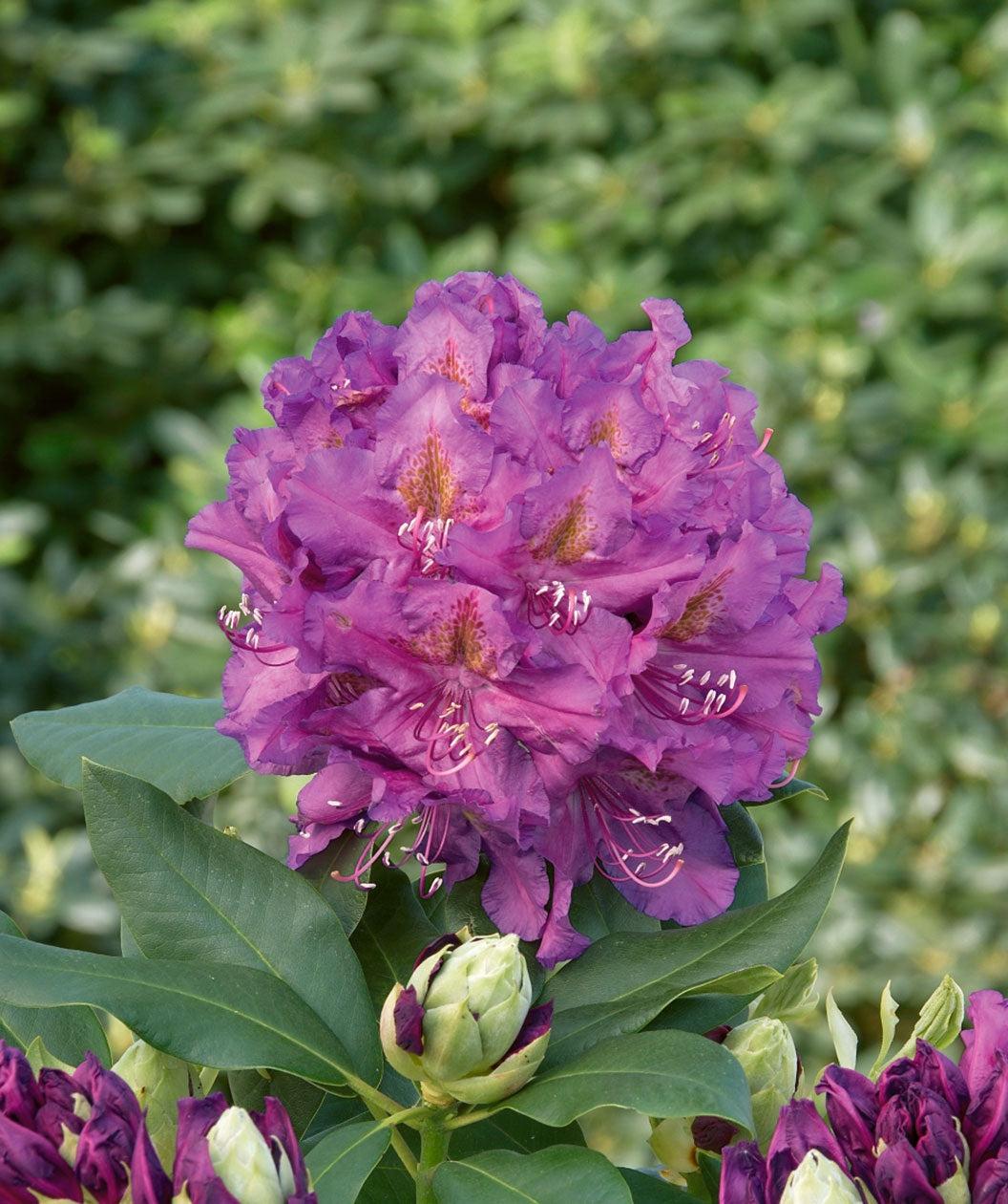 Rhododendron Lee S Dark Purple - View 13 from www redcrocus com
