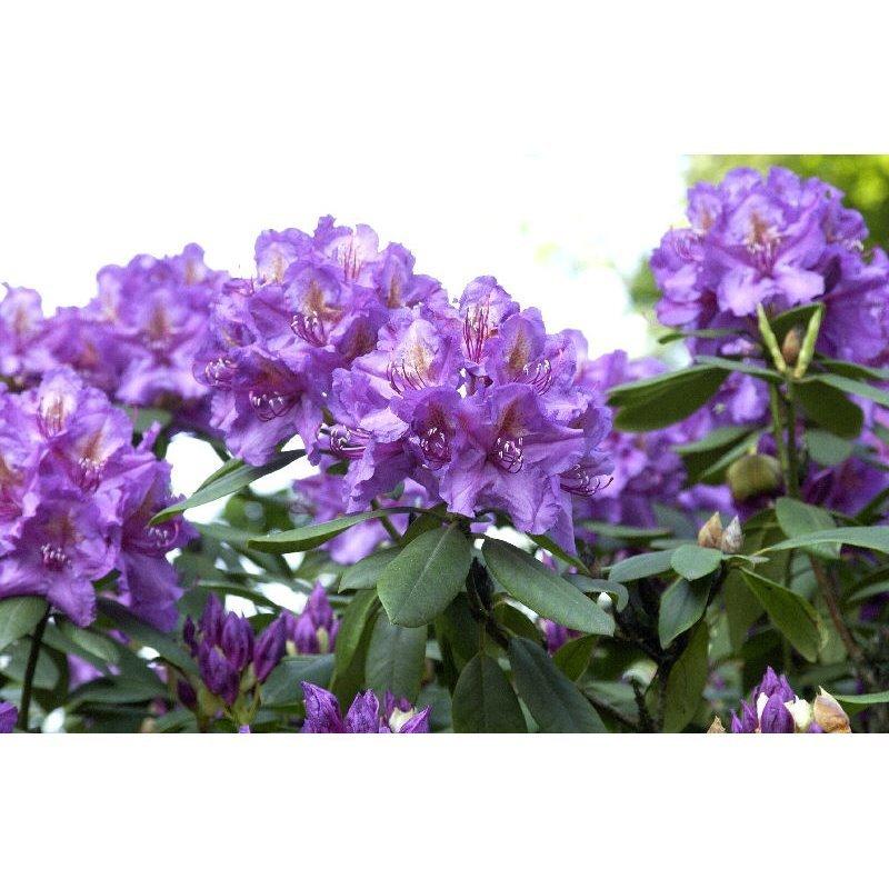 Rhododendron Lee S Dark Purple - View 14 from www redcrocus com