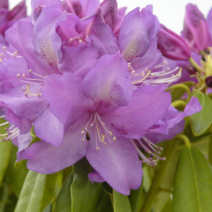 Rhododendron Lee S Dark Purple - View 16 from www redcrocus com