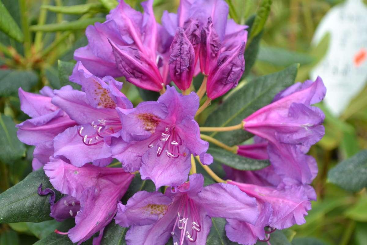 Rhododendron Lee S Dark Purple - View 17 from www redcrocus com