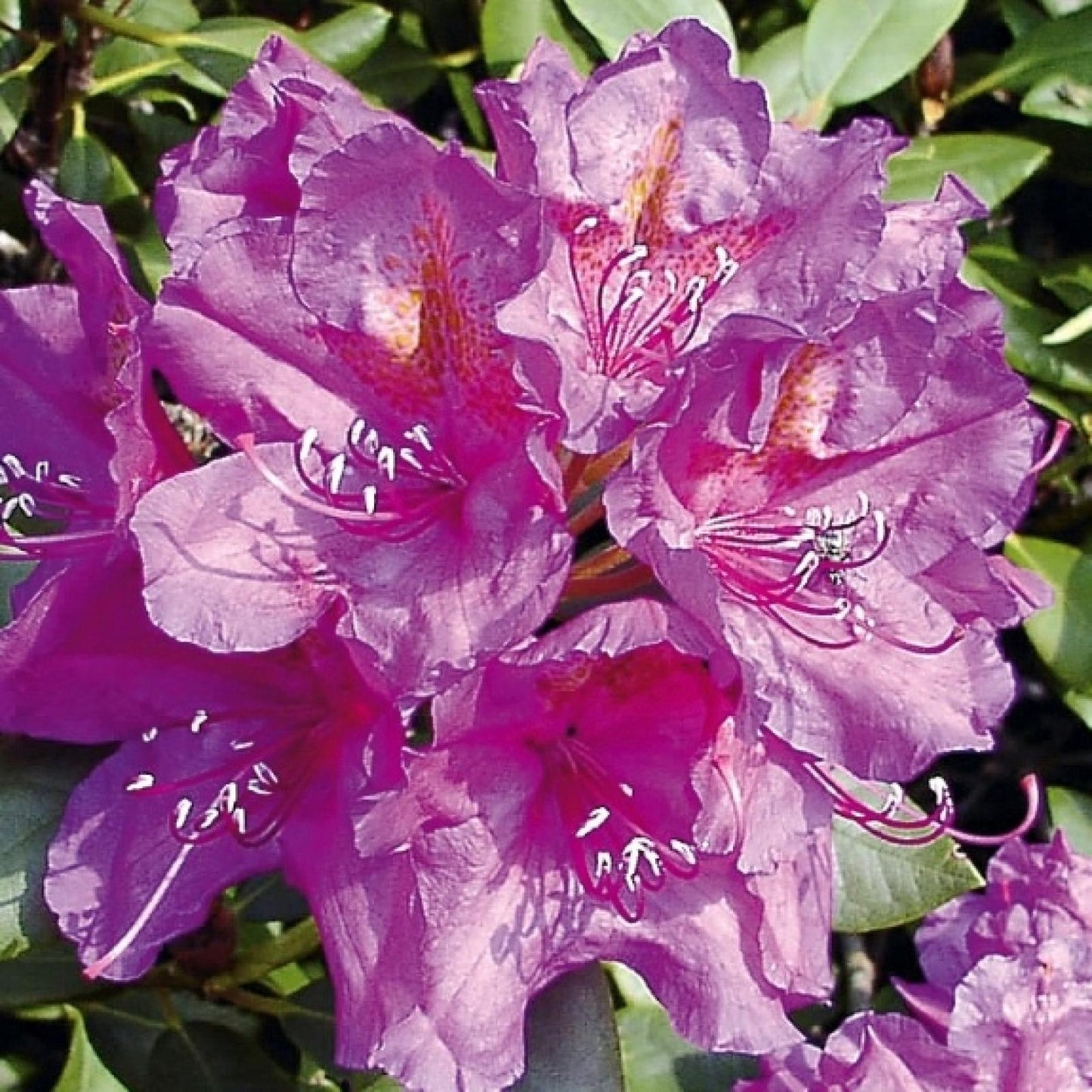 Rhododendron Lee S Dark Purple - View 4 from www redcrocus com