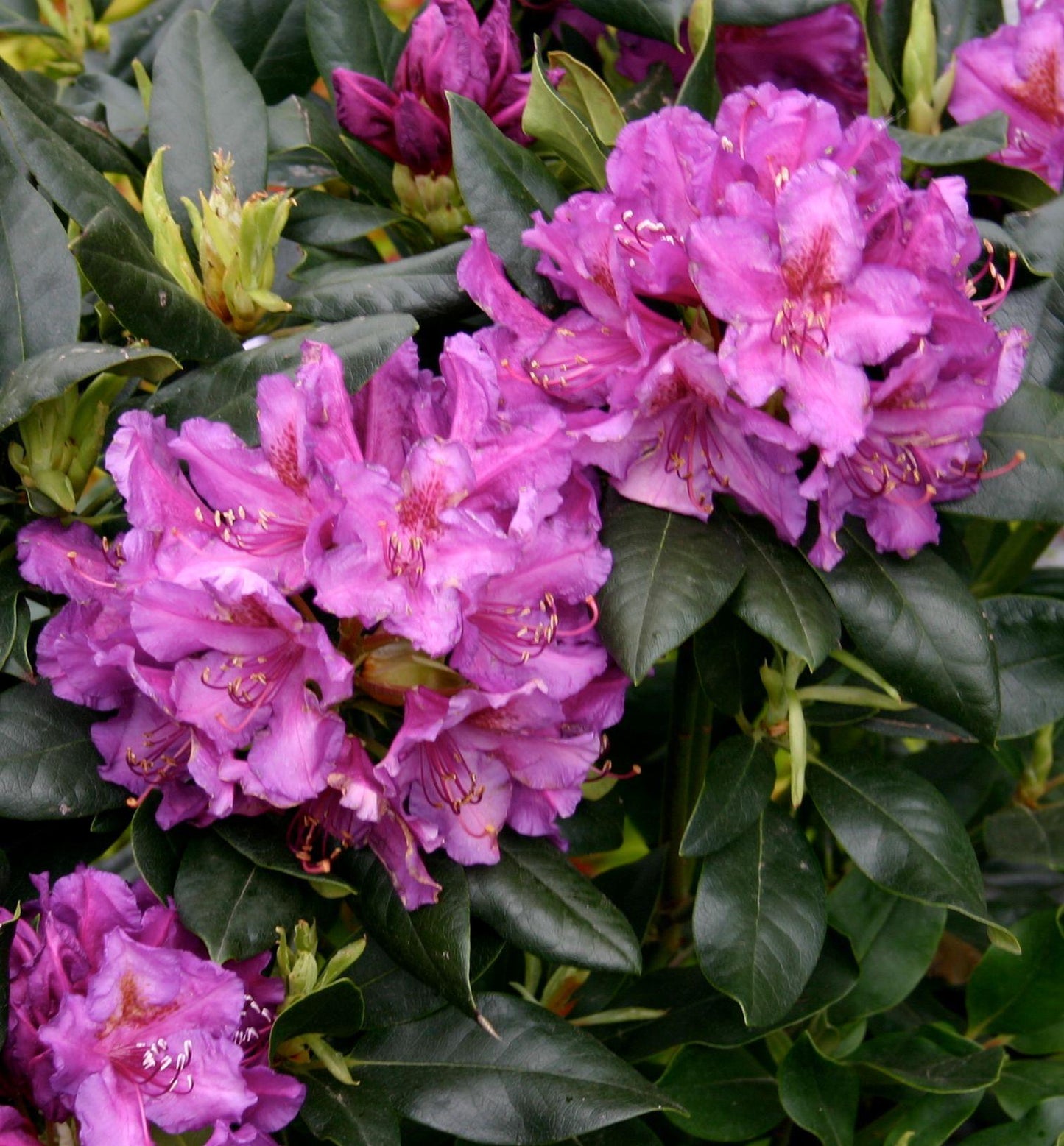 Rhododendron Lee S Dark Purple - View 5 from www redcrocus com